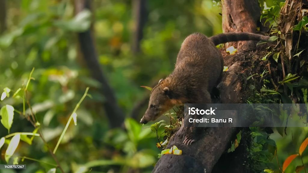 South American coati (Nasua nasua) Animal Stock Photo