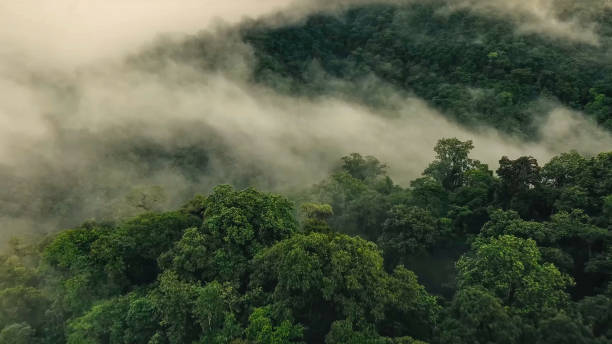 istock Bellavista Cloud Forest Reserve 1428757394