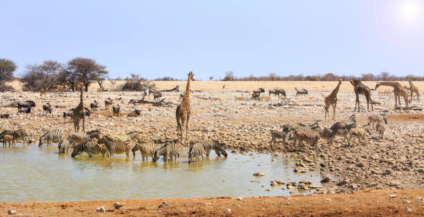 istock Best waterhole In Etosha 1428759523