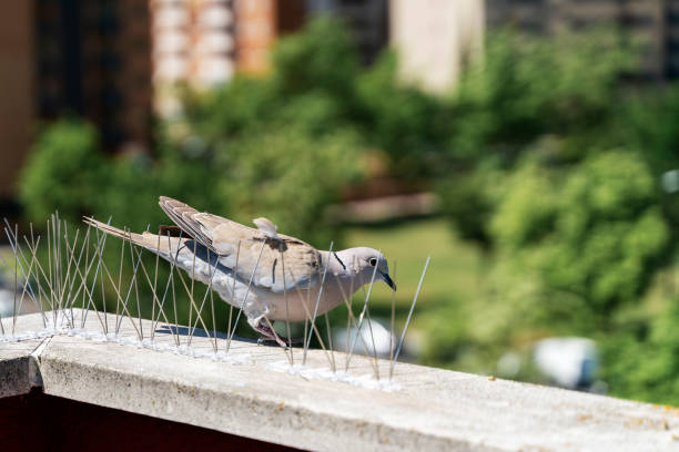 stahlwiderhaken oder stacheln, um vögel wie tauben abzuwehren, die an wänden und fenstern von gebäuden installiert sind. - spitz stock-fotos und bilder