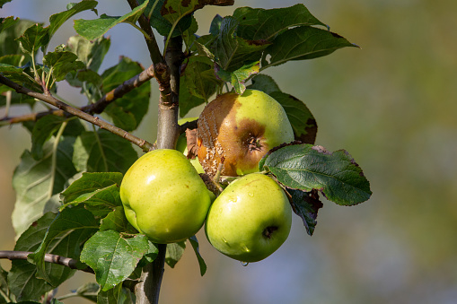 ripe and rotting apples hanging from a branch with green leaves