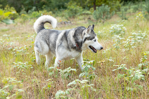Siberian Husky walks in a field with tall grass.