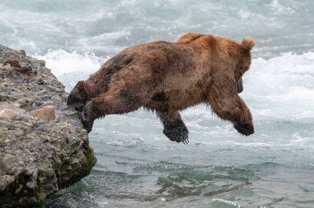 istock Alaskan brown bear cannonball 1428764141