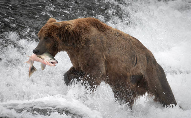 istock Alaskan brown bear at McNeil River 1428764180