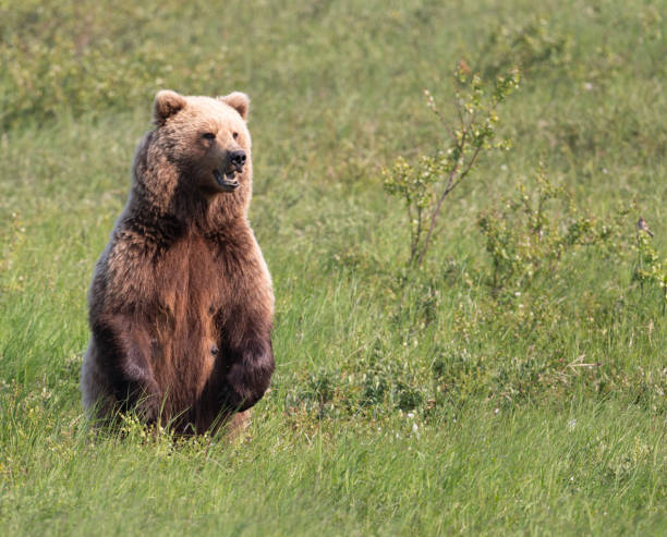 istock Alaskan brown bear sow at McNeile River 1428764357