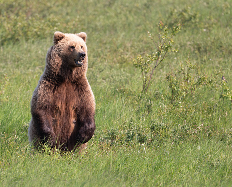 An Alaskan brown bear sow standing on its hind legs in a meadow at McNeil River State Game Sanctuary and refuge