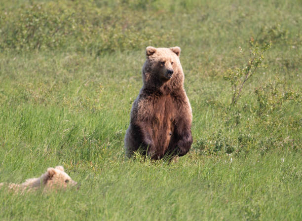 istock Alaskan brown bear sow at McNeile River 1428764368