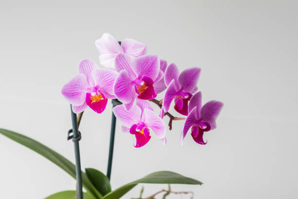 indoor rosa blume orchidee in einem topf ist auf der fensterbank am fenster - orchidee stock-fotos und bilder