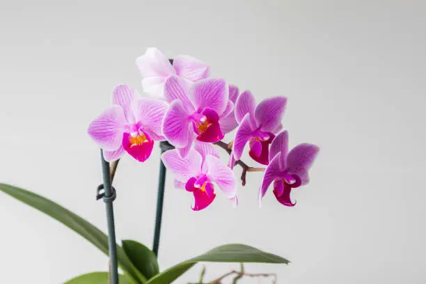 Photo of Indoor pink flower Orchid in a pot is on the windowsill by the window