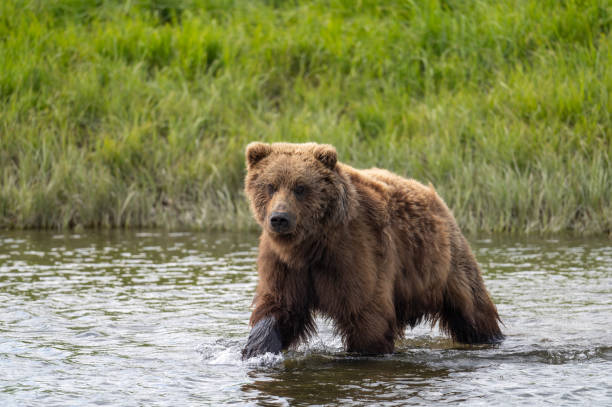 istock Alaskan brown bear at McNeil River 1428764451
