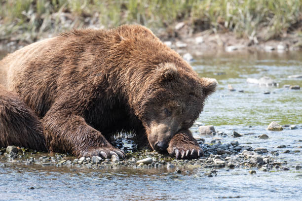 istock Alaskan brown bear relaxing at McNeil River 1428764530
