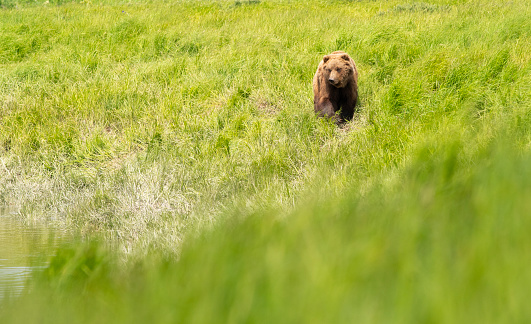 Alaskan brown bear feeding in McNeil River state game sanctuary and refuge