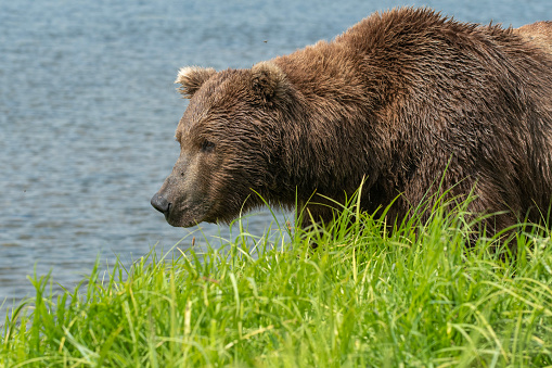 Alaskan brown bear walking along the shore of Mikfik Creek in McNeil River State Game Refuge and Sanctuary.