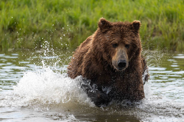 istock Alaskan brown bear fishing 1428764576