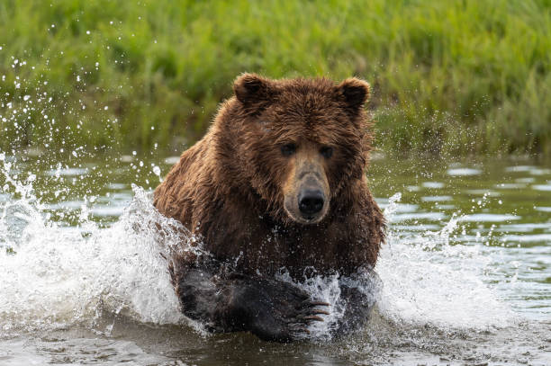 istock Alaskan brown bear fishing 1428764596
