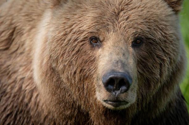 istock Face of Alaskan Brown bear 1428764600