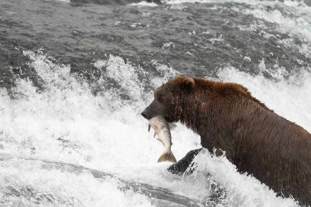 istock Alaskan brown bear at McNeil River 1428764626