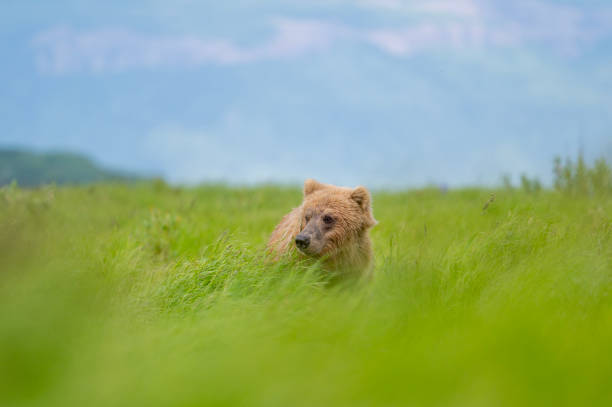 istock Alaskan brown bear at McNeil River 1428764632