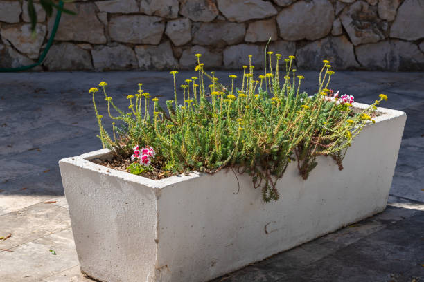 istock Spring flowers planted in a concrete box. 1428765362