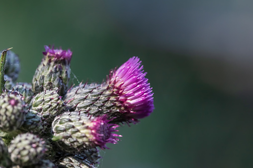 Purple thistle flower on a green background.