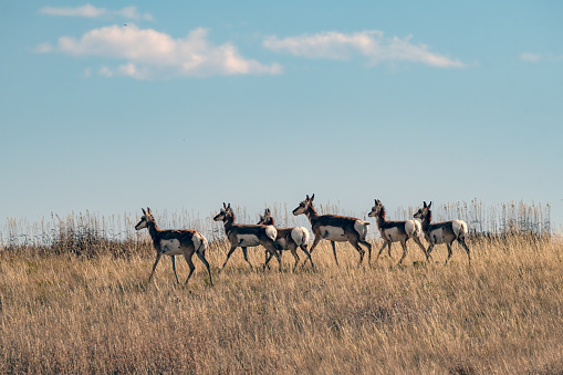 Montana antelope (pronghorn) herd running on a hill top prairie, USA