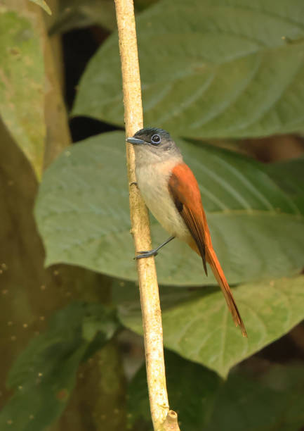 istock Sao Tome Paradise-flycatcher 1428765958