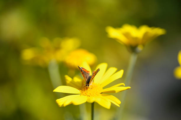 Small butterfly on yellow flower field close up.