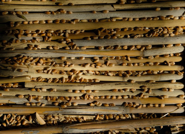istock Wheat grains on a dry reed background. 1428767241