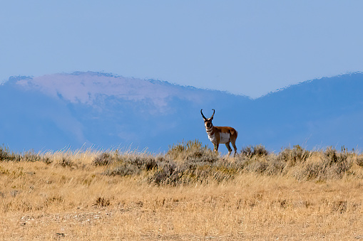 Montana antelope (pronghorn) looking out on a hill top prairie, USA