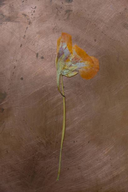 istock Dry nasturtium on a rough copper background. 1428767526