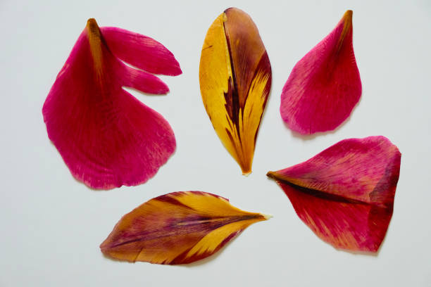 istock Dry tulip petals on a white background. Top view. 1428767563