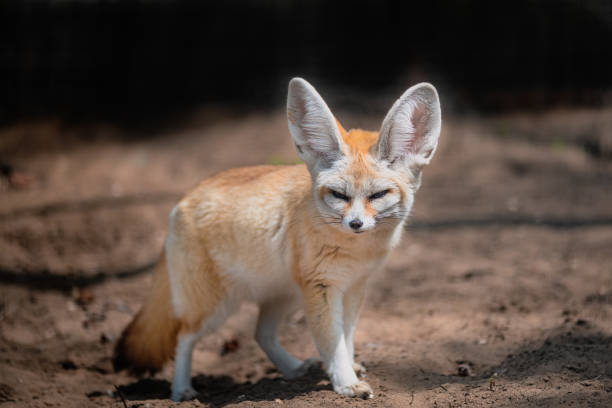 istock desert fox vulpe in the nature 1428767693