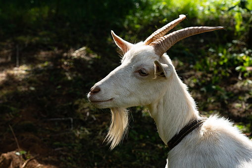 White horned goat on a tether in the woods