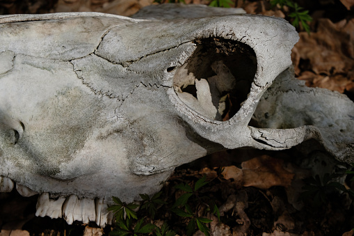 Cattle skull in the wild. Skull structure. Connection of cranial bones.