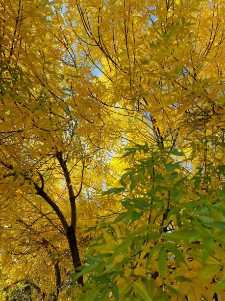 istock yellow leaves on trees in autumn 1428769514
