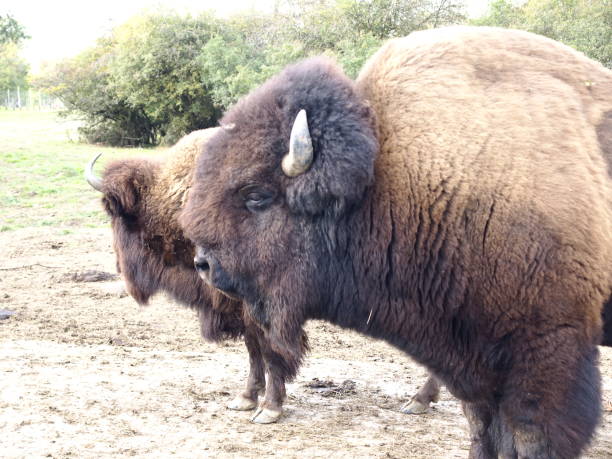 istock Buffalo A buffalo in the wilderness 1428769652