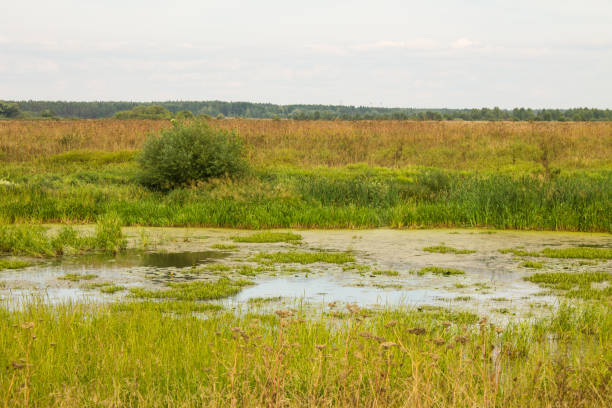 istock landscape with a tree and a swamp in the green grass 1428769926