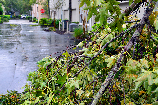 Snapped tree branch in focus on street after Hurricane Ian blew through Florida