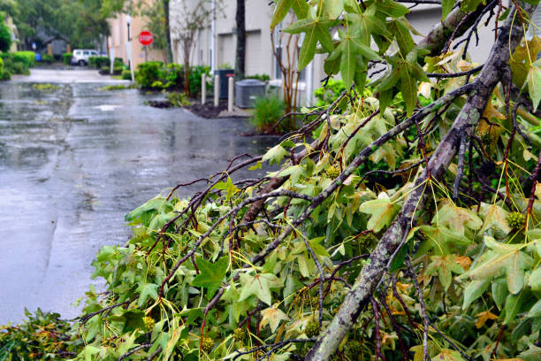 Post-Hurricane Ian Downed Tree Branch Snapped tree branch in focus on street after Hurricane Ian blew through Florida hurricane ian stock pictures, royalty-free photos & images