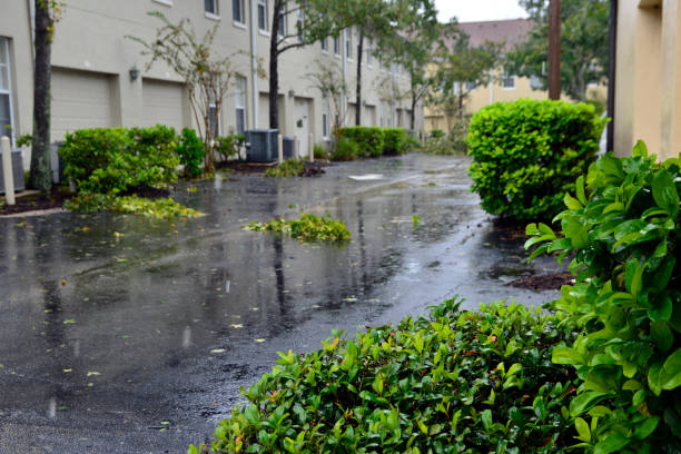 istock Post-Hurricane Ian Branches in Alley 1428773096
