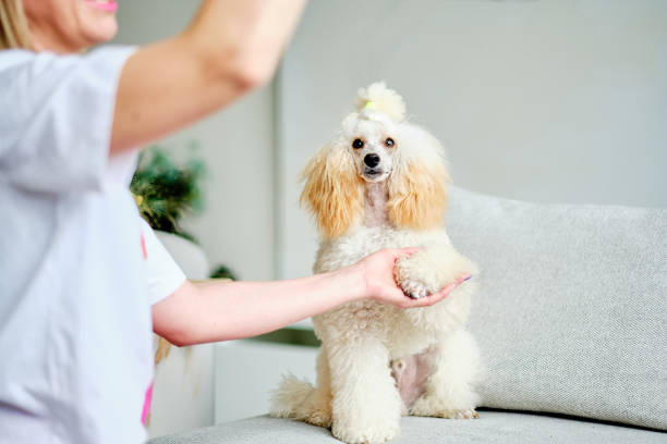 istock An obedient young poodle, waiting for the command, looks with an attentive gaze 1428773447