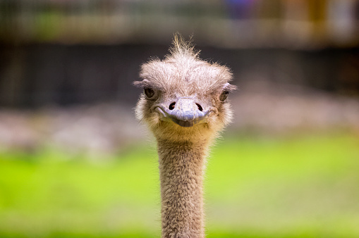 This angry ostrich poses for a close up at the Memphis, Tennessee Zoo.