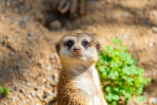 Meerkat's gang in a defensive formation. The photo shows a typical reaction of a mercats to the appearance of a small predator, such as a snake - they are gathering to form a \