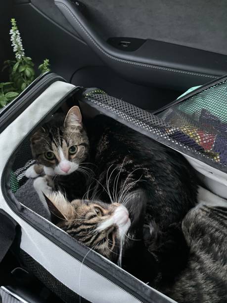 istock Cats cuddling in carrier 1428776509