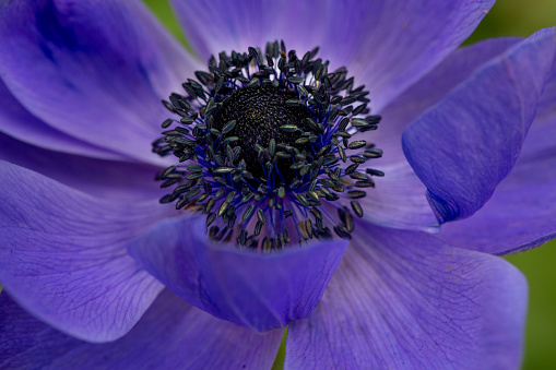 Gorgeous blue anemone on a green background. Gardening, perennial flowers.