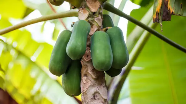 Photo of papaya.