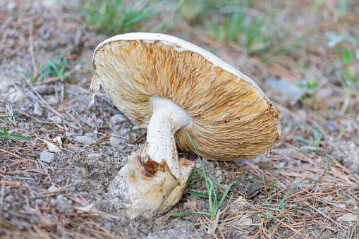 A parasol mushroom, Macrolepiota procera in a field in England, taken in September