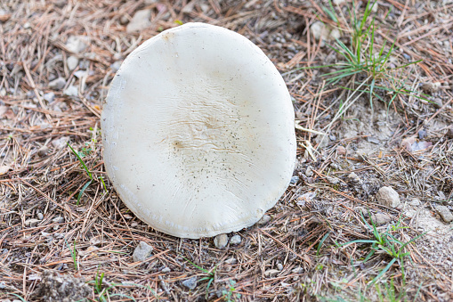 white giant mushroom