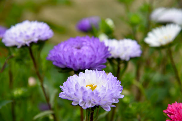 istock Multicolored aster flowers close-up. Large beautiful aster flowers. 1428783647