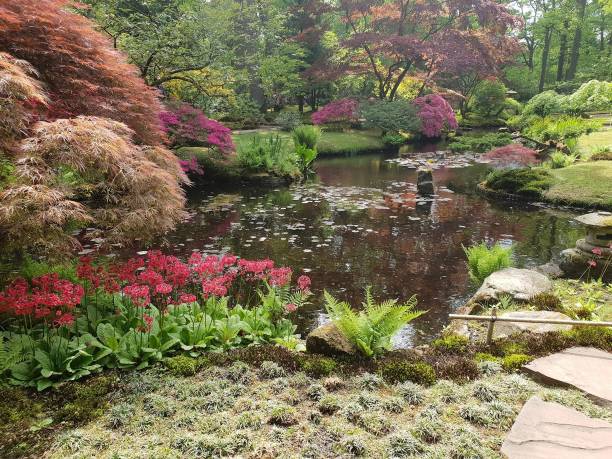istock Beautiful little pond with many plants 1428783731